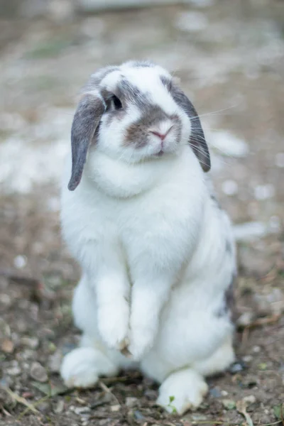 白と黒のウサギが可愛くて明るいリラクゼーションの動きで — ストック写真