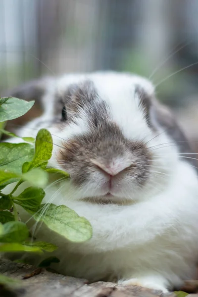 Lapins Blancs Noirs Est Mignon Lumineux Mouvement Détente — Photo