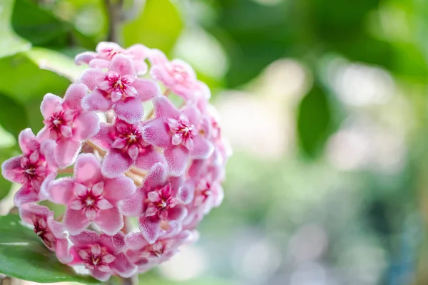 洋红花或瓷花或蜡植物的粉红 免版税图库图片