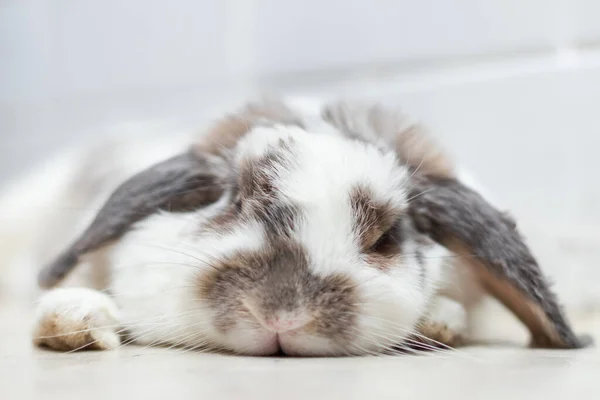 可爱的兔子东部白色和棕色躺在地板上 动物概念 免版税图库照片