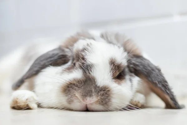 Ravissant Lapin Pâques Lapin Blanc Brun Sur Couché Sur Sol Photos De Stock Libres De Droits