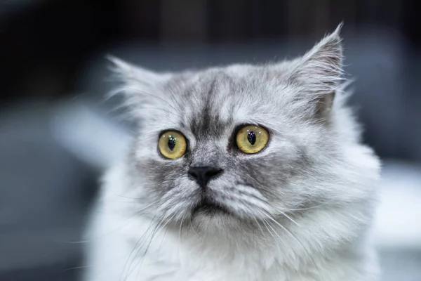 Sarı Gözlü Gri Kedi Oturuyordu Kameraya Bakıyordu Bulanık Arka Plandan Stok Resim