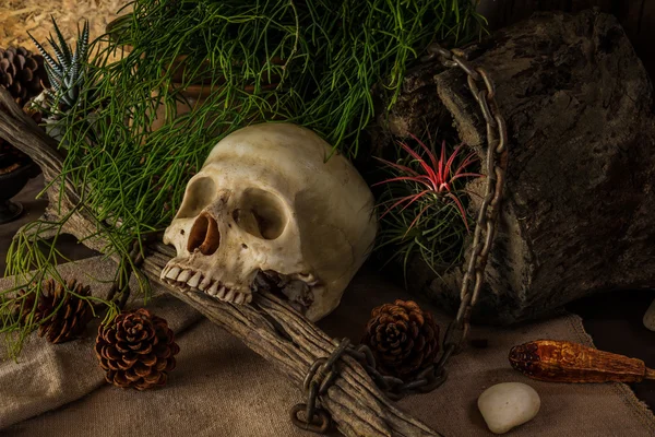 静物与一个人类的头骨与沙漠植物. — 图库照片