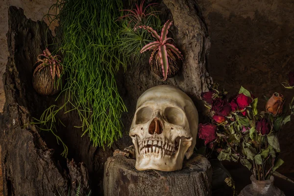 Naturaleza muerta con un cráneo humano con plantas desérticas, cactus, rosas — Foto de Stock