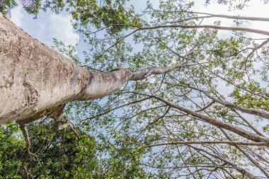 bahar aylarında ormanda uzun ağaçlar. 