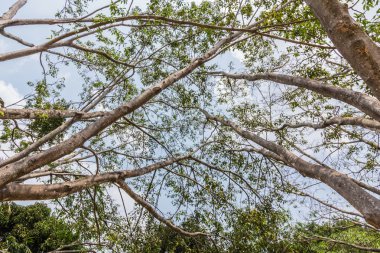 bahar aylarında ormanda uzun ağaçlar. 