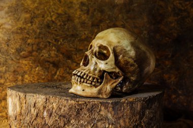 bir kafatası ile natürmort.