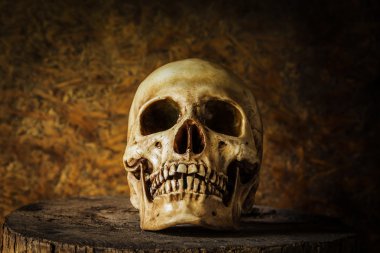 bir kafatası ile natürmort.