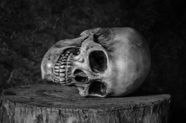 bir kafatası ile natürmort.