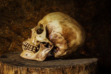 bir kafatası ile natürmort.