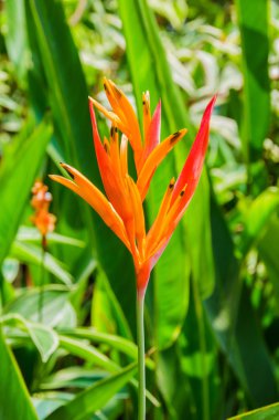 heliconia çiçek yeşil yaprak.