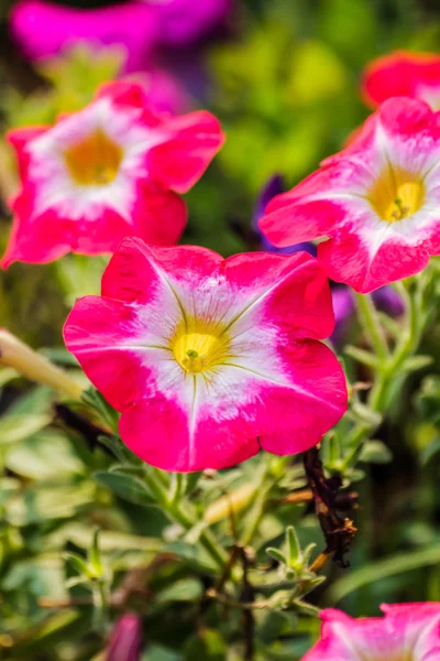 Mooie flowerbed met heldere roze petunia — Stockfoto
