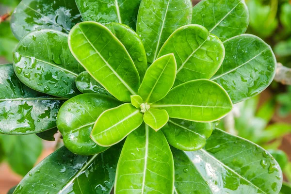 Gotas de água em folhas verdes frescas . — Fotografia de Stock