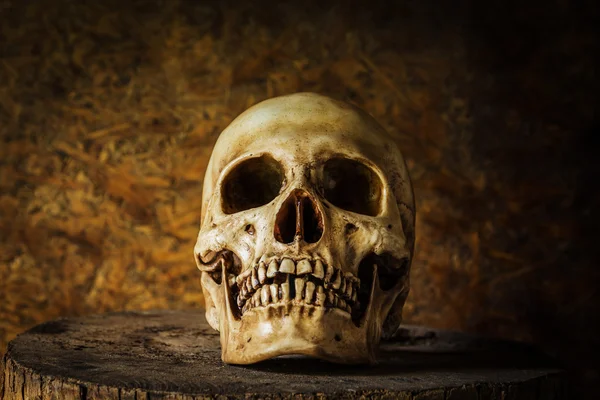 bir kafatası ile natürmort.