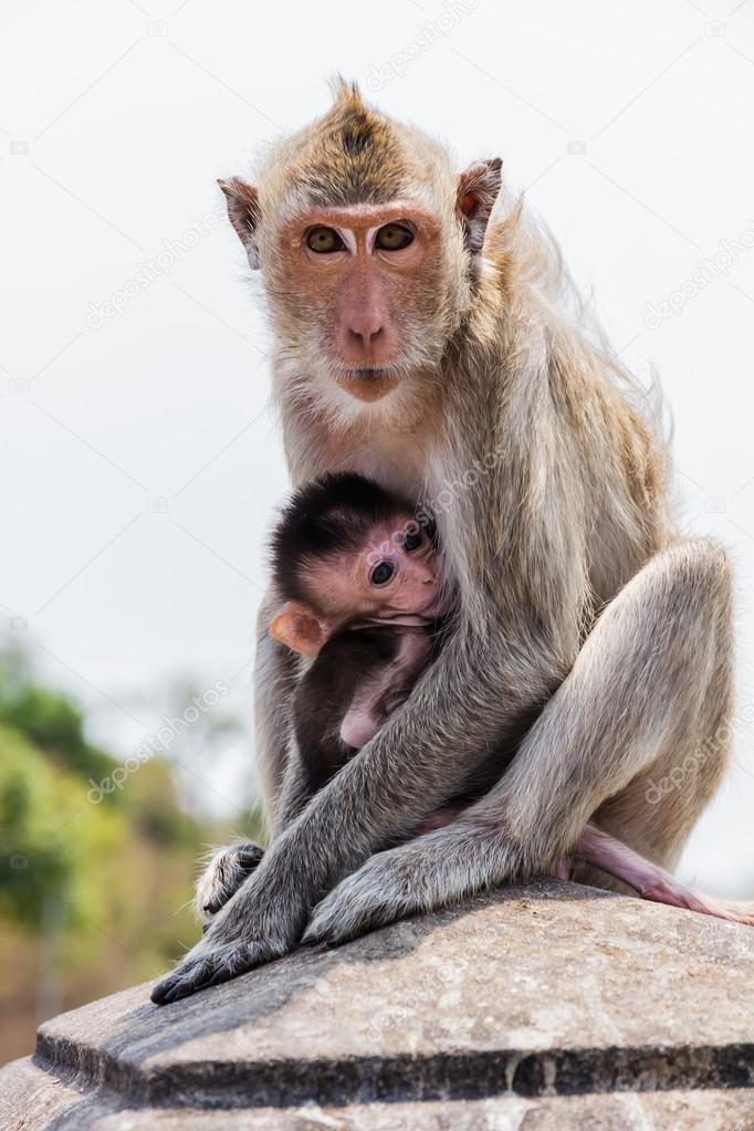 monkey family in the thailand.