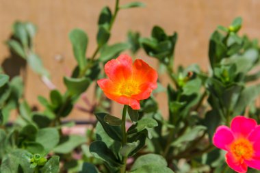 Portulaca çiçek (Rosemoss)