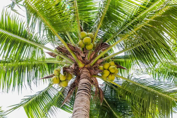 Palme con noce di cocco sulla spiaggia . — Foto Stock