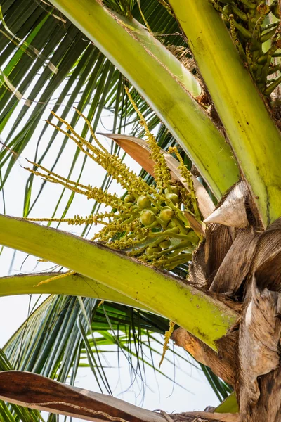 Palm trees with coconut on the beach. — Stock Photo, Image