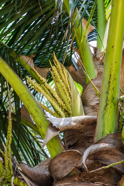 Palm trees with coconut on the beach. — Stock Photo, Image