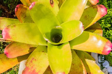 Benzetimli bromeliad tropikal orman 