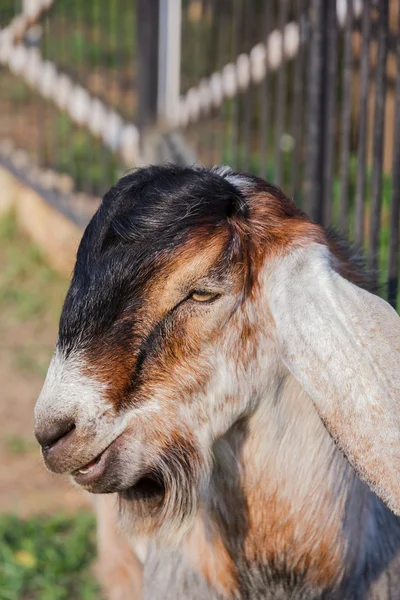 Goat — Stock Photo, Image