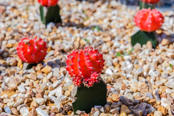 Colorful cactus in the garden — Stock Photo, Image