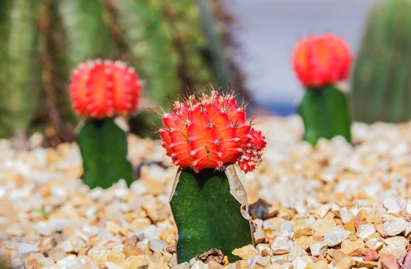 Colorful cactus in the garden — Stock Photo, Image