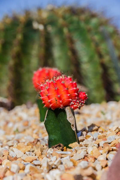 Colorful cactus in the garden — Stock Photo, Image