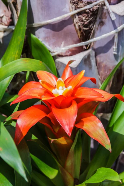 Bromélia simulada floresta tropical — Fotografia de Stock