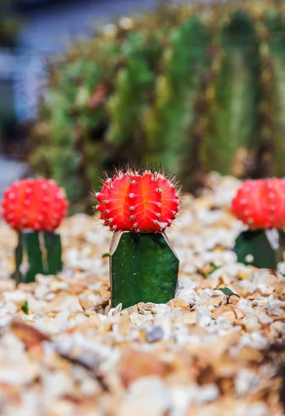 Colorful cactus in the garden — Stock Photo, Image