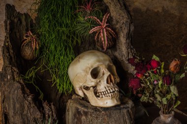 çöl bitkileri, kaktüs, gül ile bir insan kafatası ile natürmort 