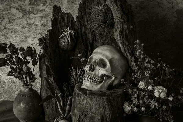 Still life with a human skull with desert plants, cactus, roses — Stock Photo, Image