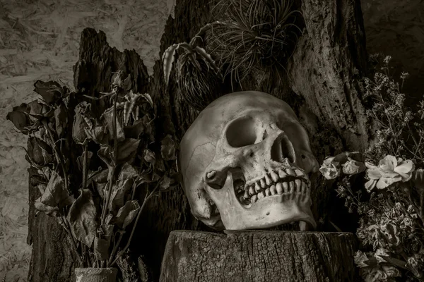 çöl bitkileri, kaktüs, gül ile bir insan kafatası ile natürmort 