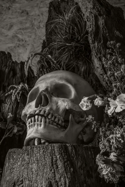 Zátiší s lidskou lebku s pouštní rostliny, kaktusy, růže — Stock fotografie