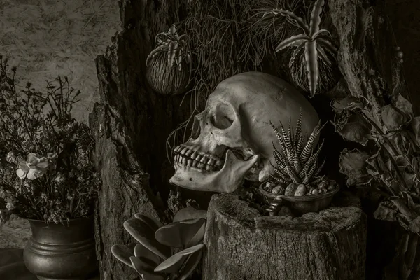 Ainda vida com um crânio humano com plantas do deserto, cacto, rosas — Fotografia de Stock