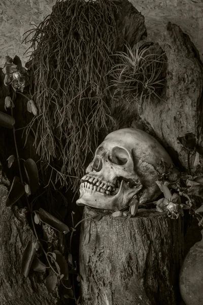 Still life with a human skull with desert plants, cactus, roses — Stock Photo, Image