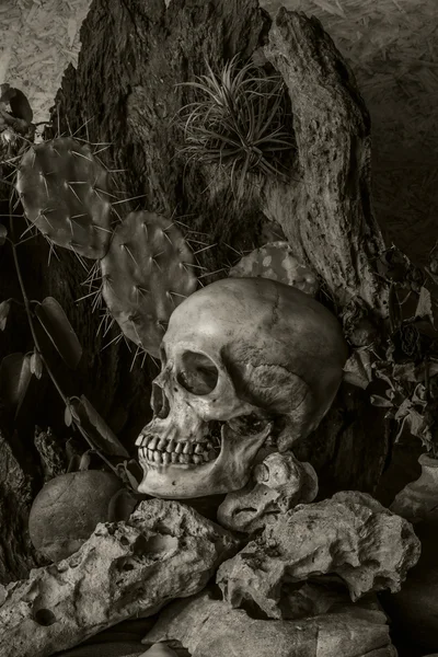 Naturaleza muerta con un cráneo humano con plantas desérticas, cactus, rosas —  Fotos de Stock