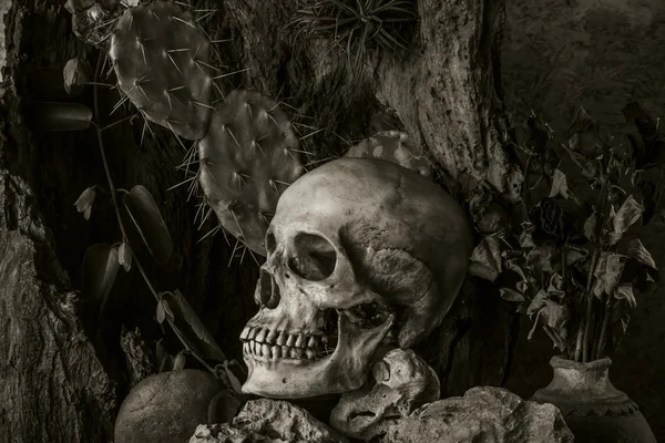 인간의 두개골은 사막 식물, 선인장, 장미와 정 — Stockfoto