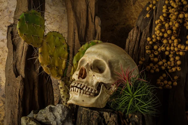 रेगिस्तान पौधों के साथ एक मानव खोपड़ी के साथ अभी भी जीवन . — स्टॉक फ़ोटो, इमेज