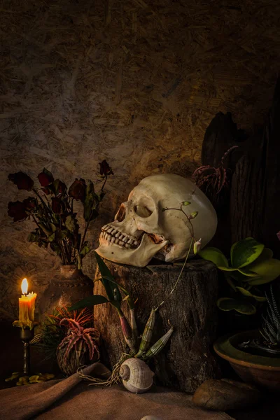 Still life with a human skull with desert plants, cactus, roses — Stock Photo, Image