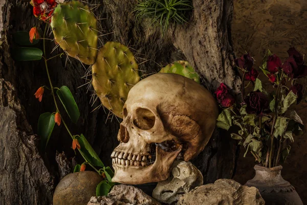 çöl bitkileri, kaktüs, gül ile bir insan kafatası ile natürmort 