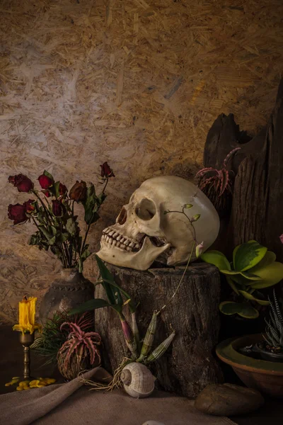 砂漠の植物、サボテン、バラと人間の頭蓋骨のある静物 — ストック写真