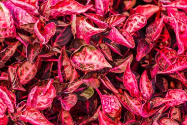 Kırmızı yaprakları arka plan