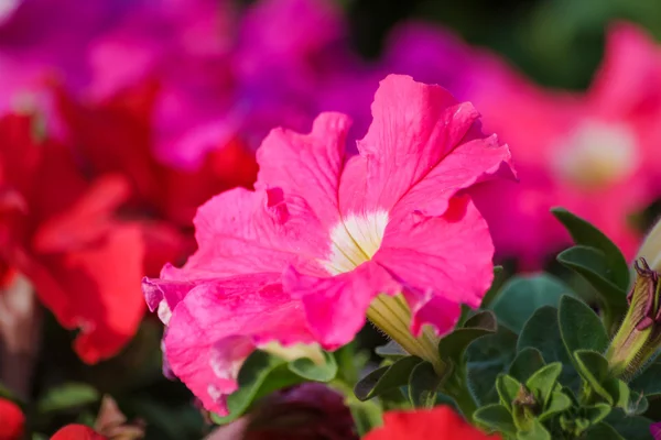 Güzel flowerbed parlak pembe Petunya ile — Stok fotoğraf