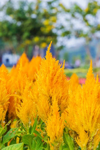 Flor de celosia de oro amarillo — Foto de Stock