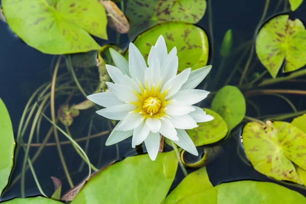 Hermoso loto blanco — Foto de Stock