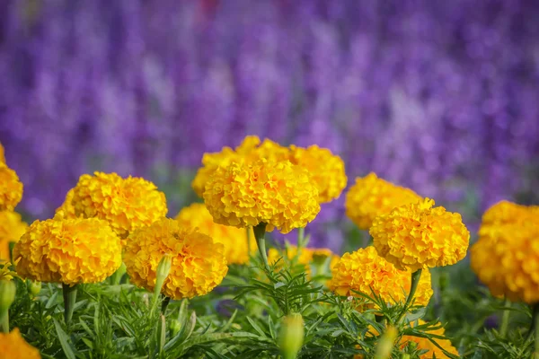 Oro giallo Fiore, Calendula — Foto Stock