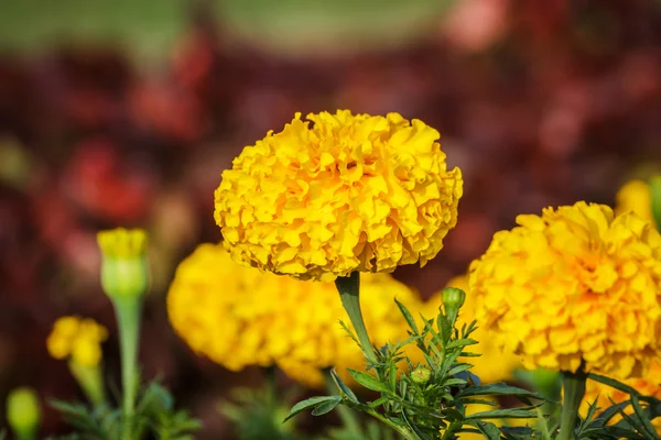 黄色的黄金花、 万寿菊 — 图库照片