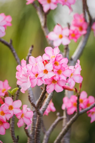 Beautiful pink azalea flowers tropical flowers. Desert roses — Stock Photo, Image