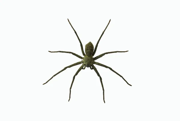 Aranhas lobo LYCOSA SP . — Fotografia de Stock